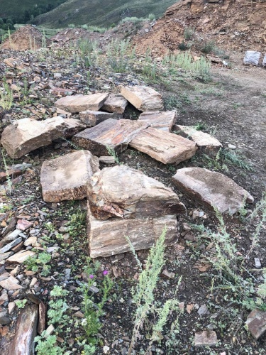 Плитняк кора дерева 50-100мм для пошаговых дорожек купить в Балашихе